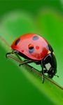 pic for lady bug 